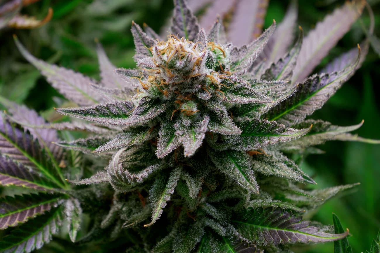 Miami Rave Wholesale CBD Edibles Program