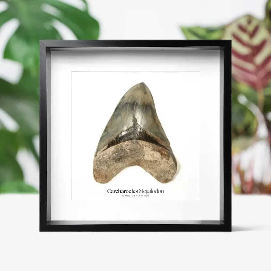 Display Ideas for Your Fossil Driven Fossil Shark Teeth