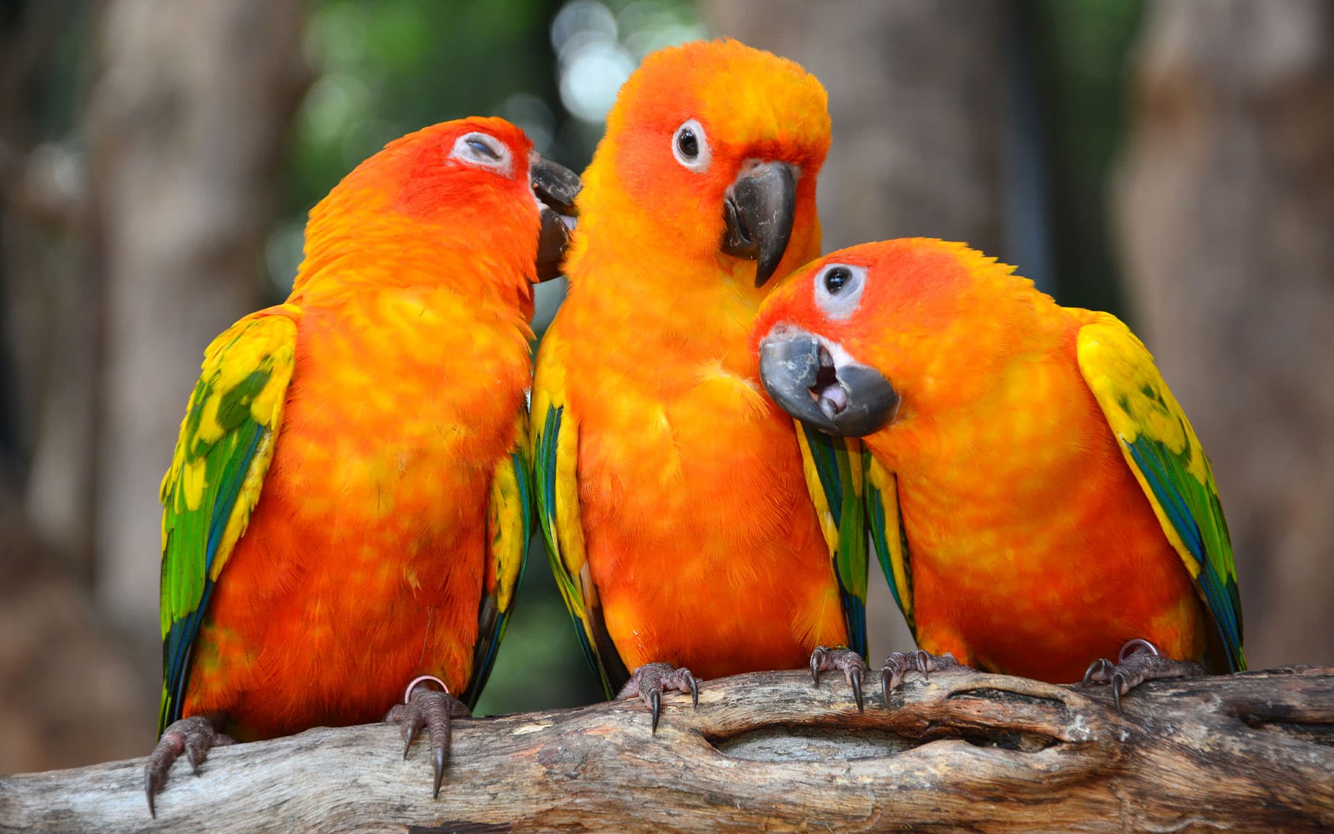 African Grey Parrots for Sale – Farm Raised Excellence by Amazing Birds Farm