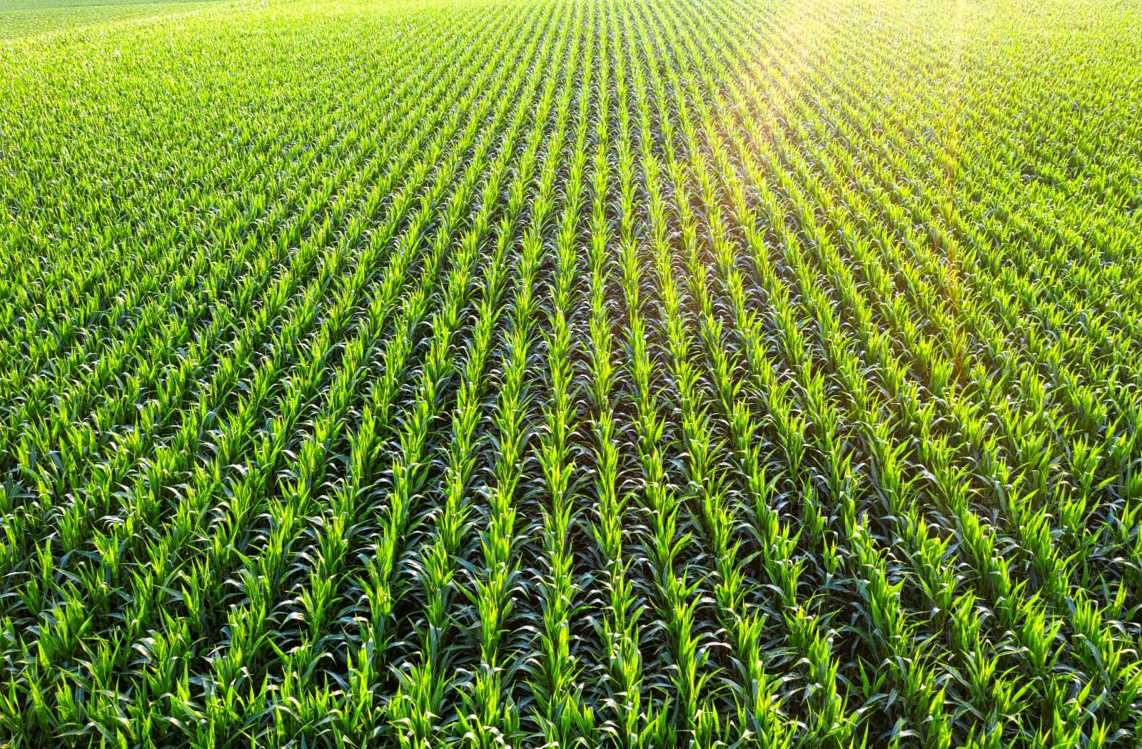 Azle’s #1 Choice for Professional Irrigation Services by Bob’s Irrigation Solutions