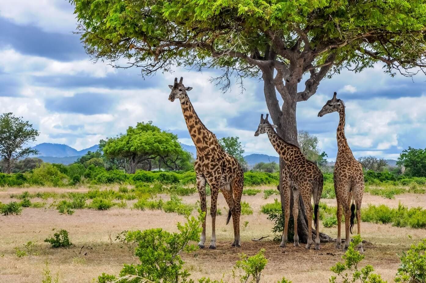 Discover the Wild: Ultimate Guide to Mikumi National Park Tanzania Safari