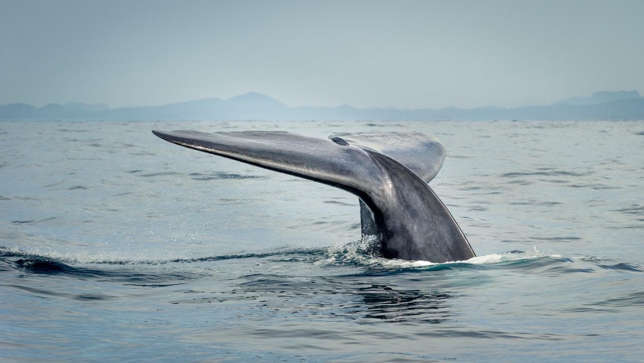 A-LAW and marianthi baklava Driving Ocean Personhood Recognition