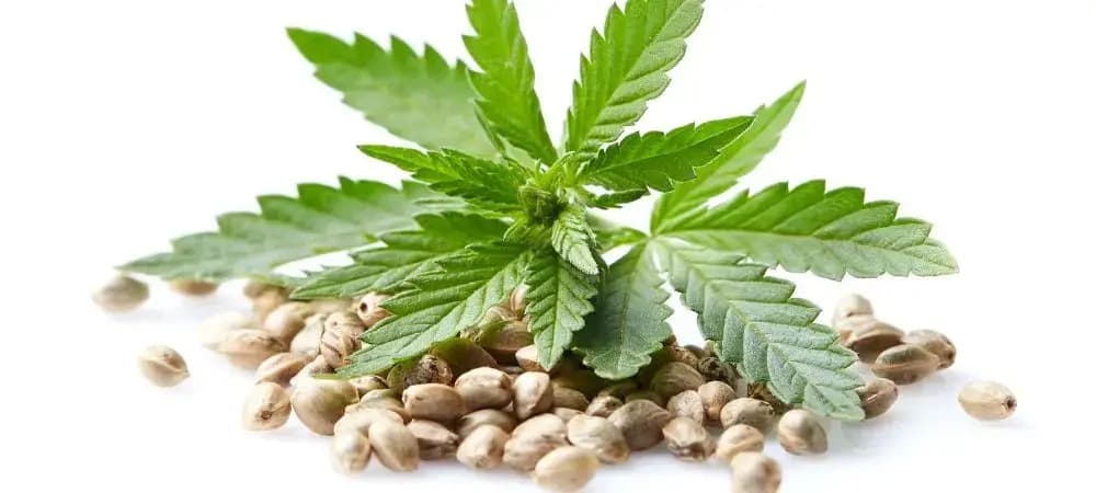 Weed Valencia | Reliable Cannabis Support from Clubs Cannabis Madrid