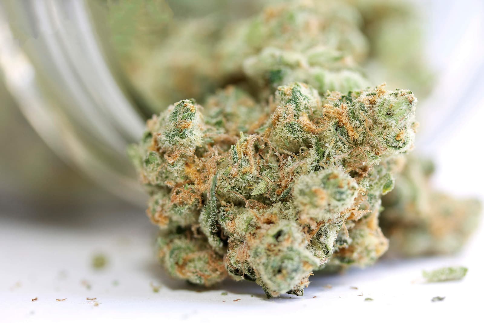 Pure Michigan Strain Deals at Bud Cargo – Premium BC Cannabis Delivered Fresh