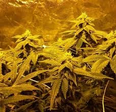 Cannabis Club Hamburg – Jetzt informieren &amp; beitreten
