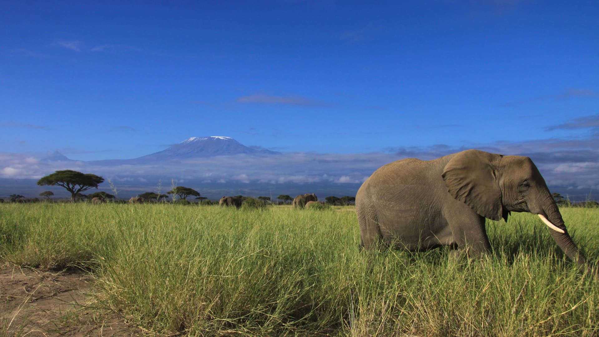 Top Tips for an Amazing Kenya Safari Journey