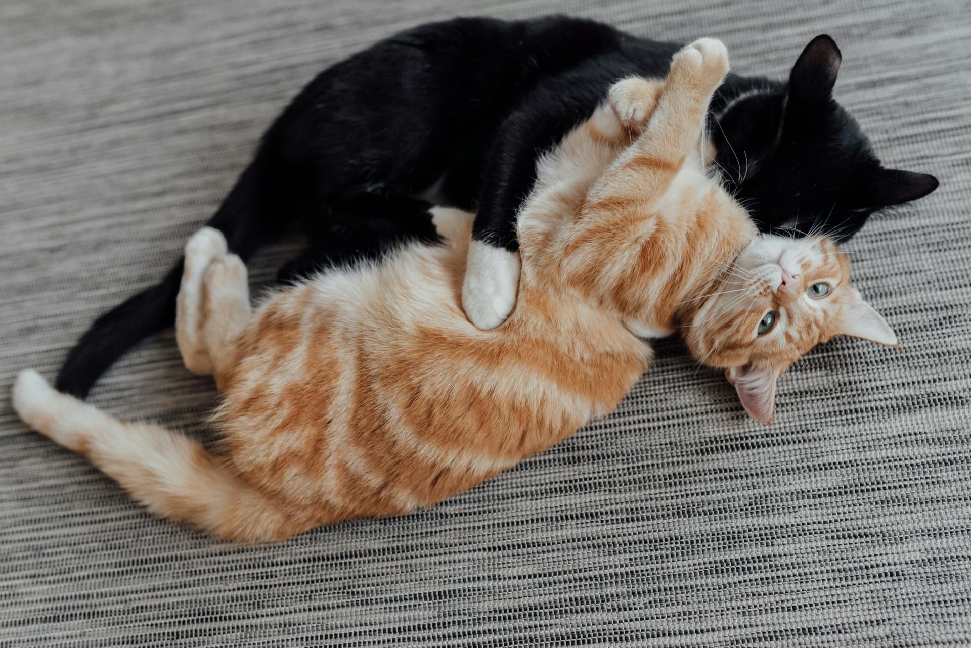 Maine Coon Cats for Sale Near Me: Giant, Gentle Companions