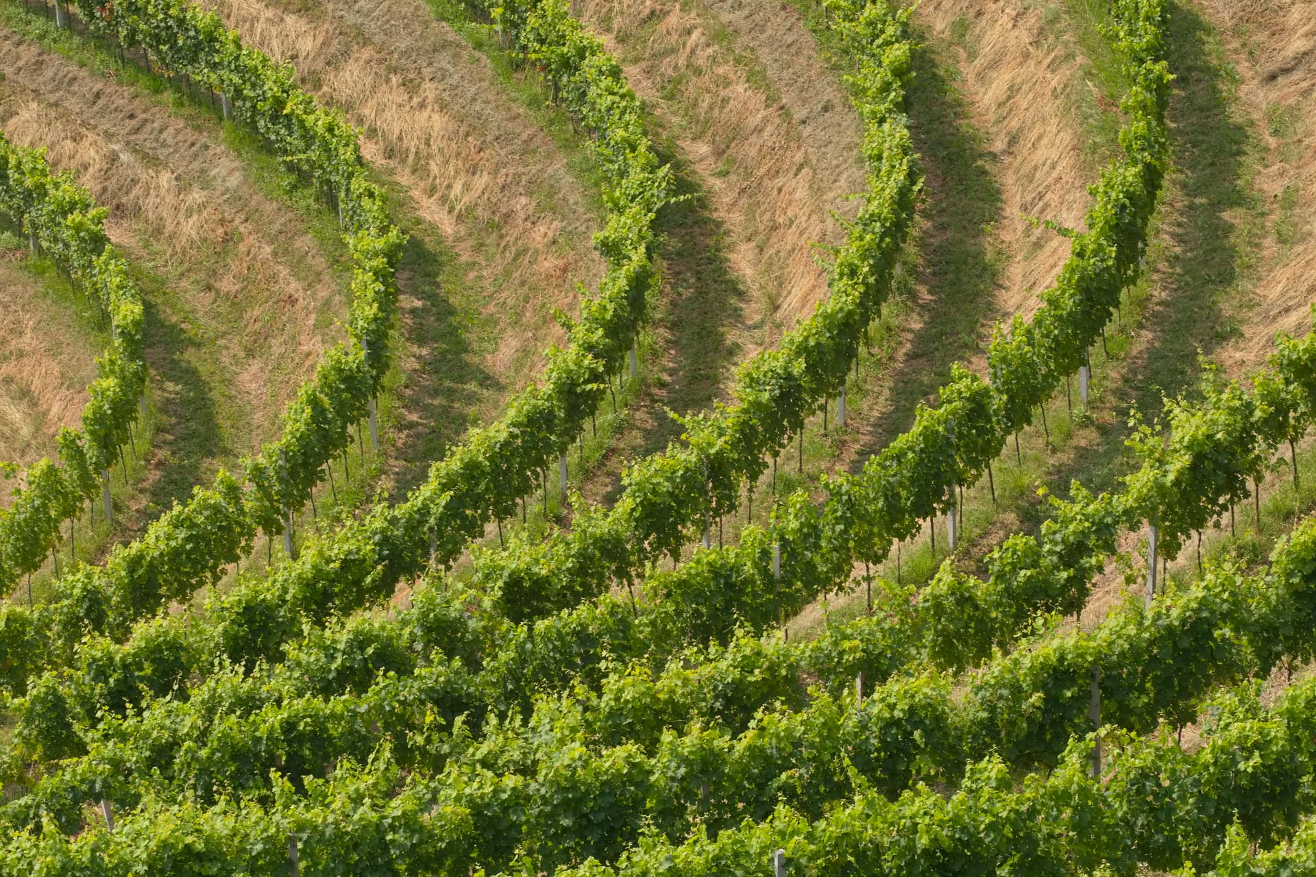 Clarksburg CA: The Heart of Authentic California Wine