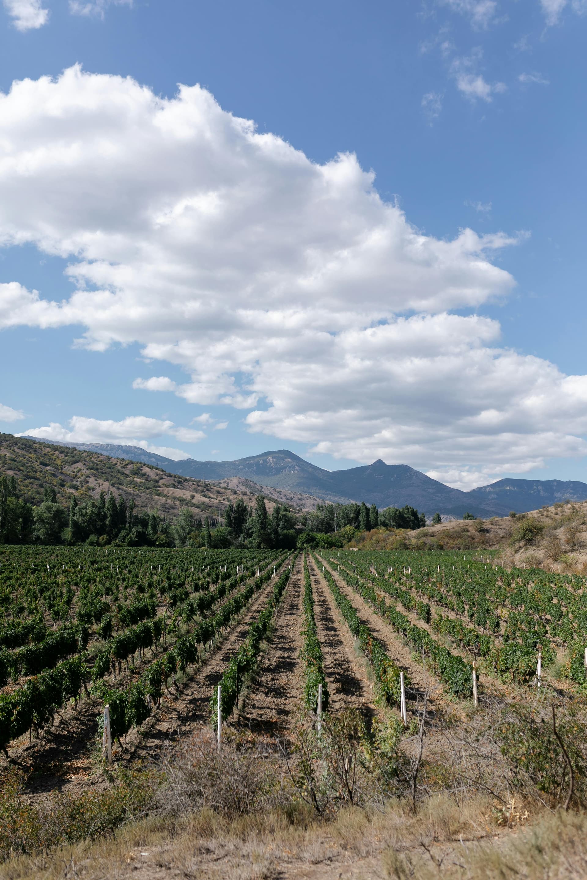 Sustainable Practices at Leading Clarksburg Wineries