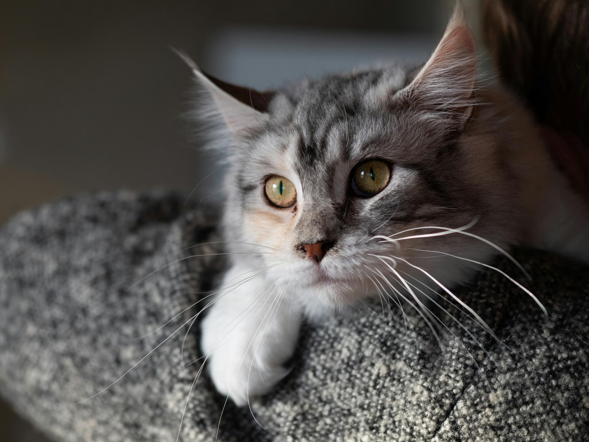 Maine Coon Cats for Sale – Ethical Breeder Offering Healthy Cats