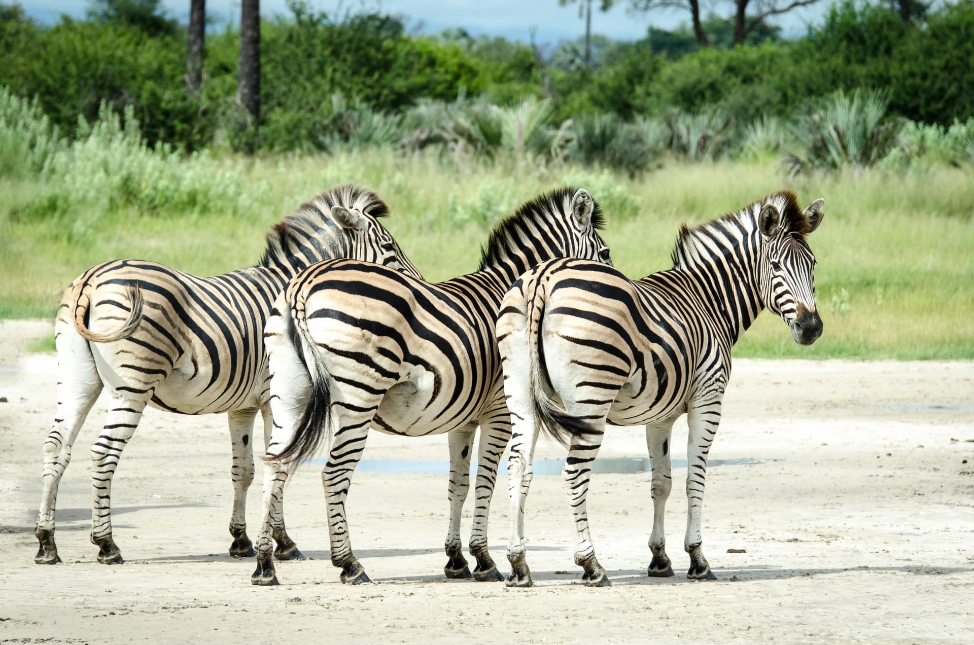 Kenya Tanzania Safari Adventures: Big Five, Scenic Views &amp; More