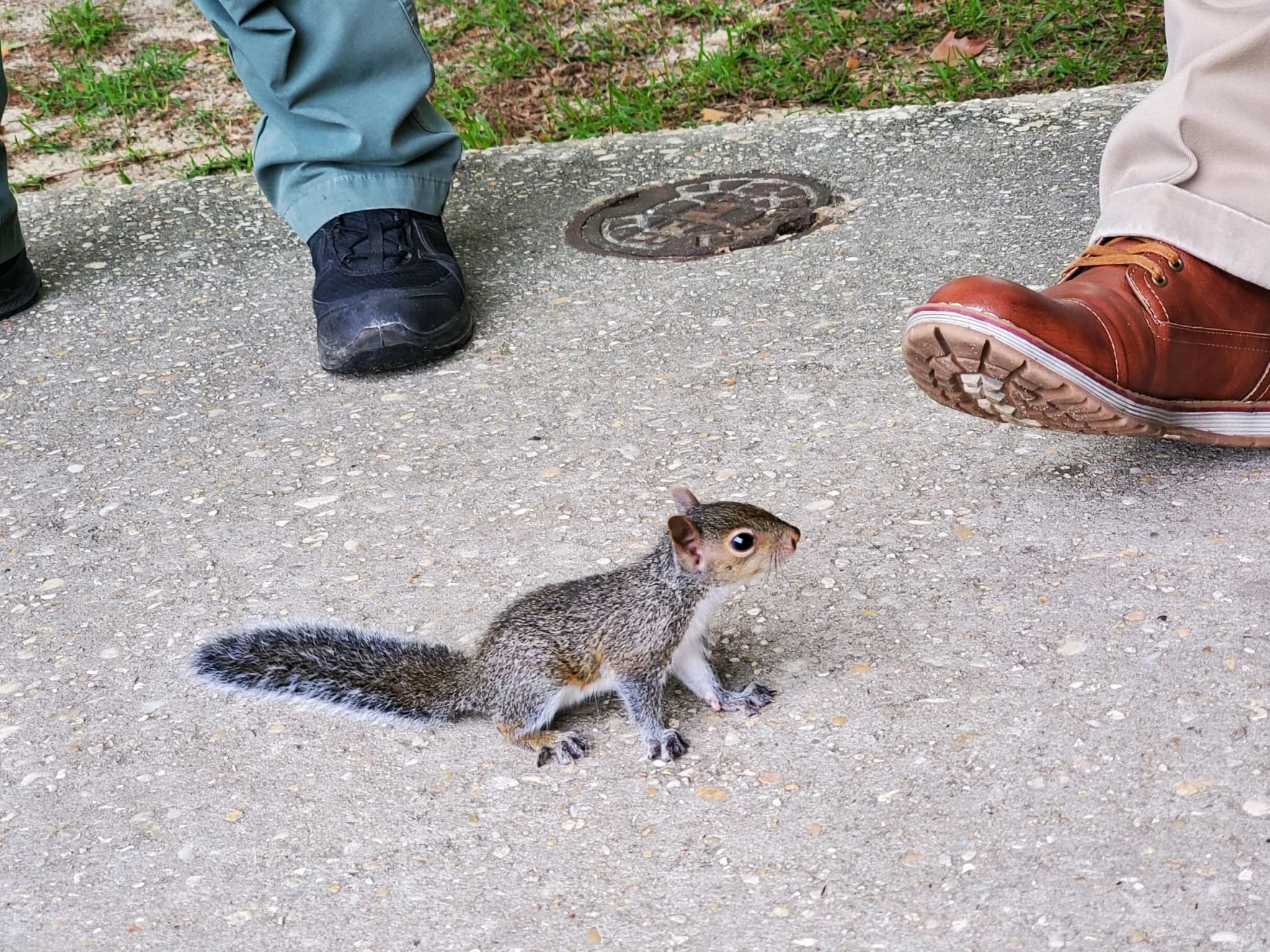 Expert Squirrel Removal Toronto for Homes and Businesses