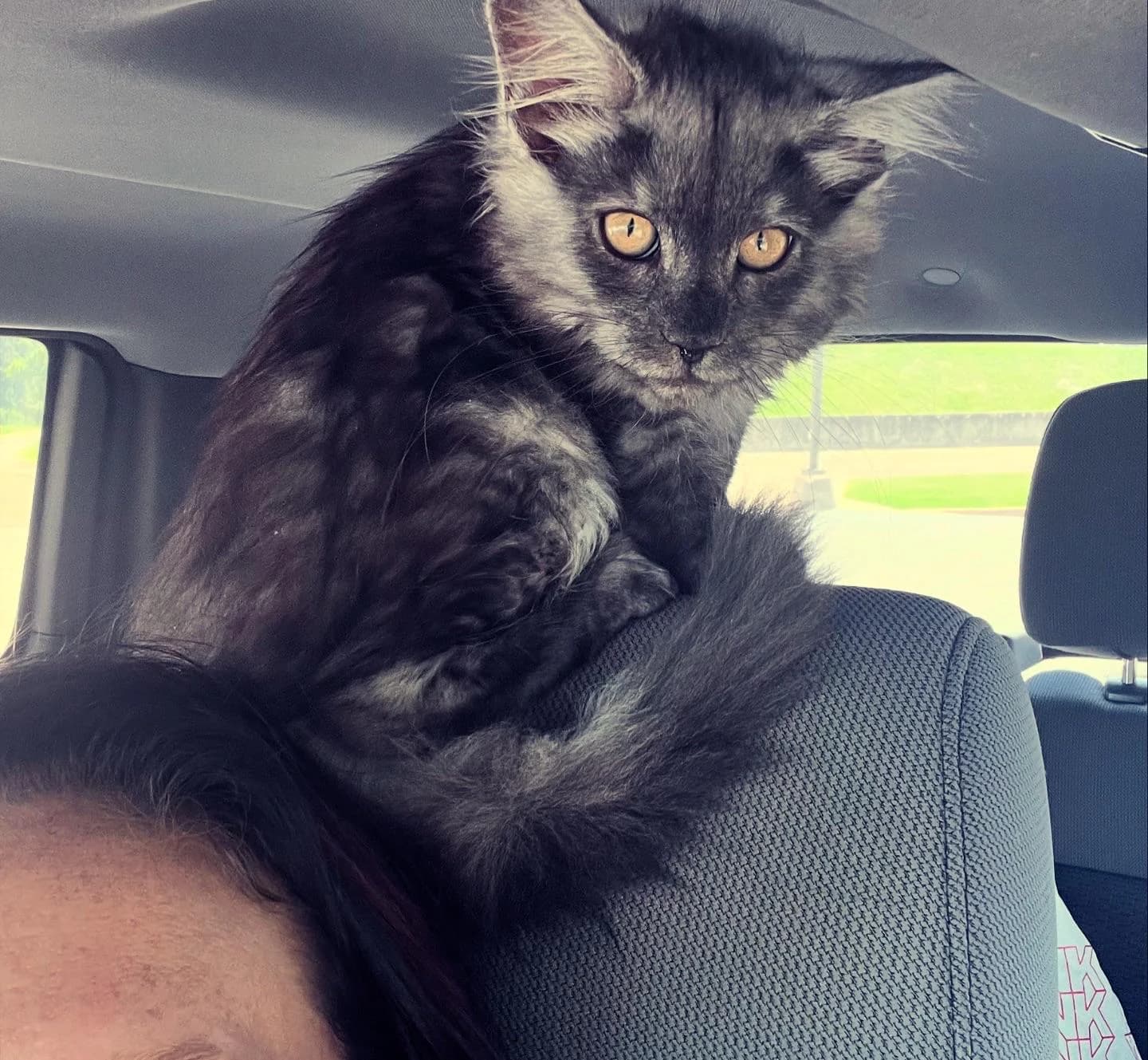 Discover Adorable Maine Coon Kittens for Sale in California – Amore Cattery