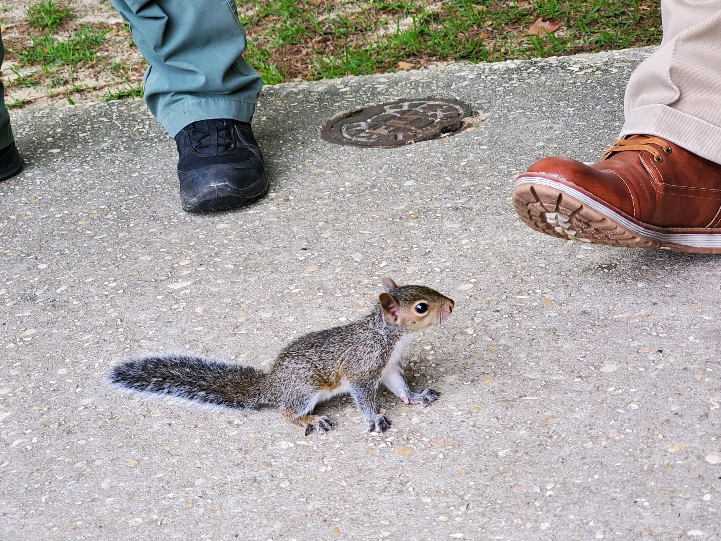 Expert Squirrel Removal Toronto for Homes and Businesses